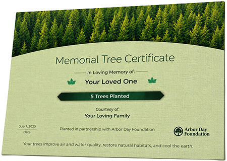 Plant Trees in Memory of Ny'Jshore Jareek Green
